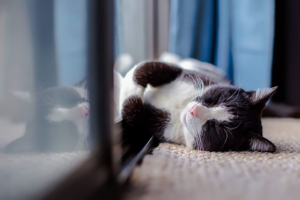 image of a cat sleeping on the warm rug enjoying underfloor heating